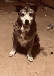 Lost Female Dog last seen Amhurst, Lubbock, TX 79416