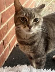 Found/Stray Unknown Cat last seen army residence community, San Antonio, TX 78239