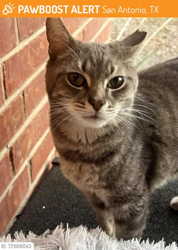 Found/Stray Unknown Cat last seen army residence community, San Antonio, TX 78239