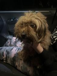 Found/Stray Female Dog last seen Central , Detroit, MI 48210