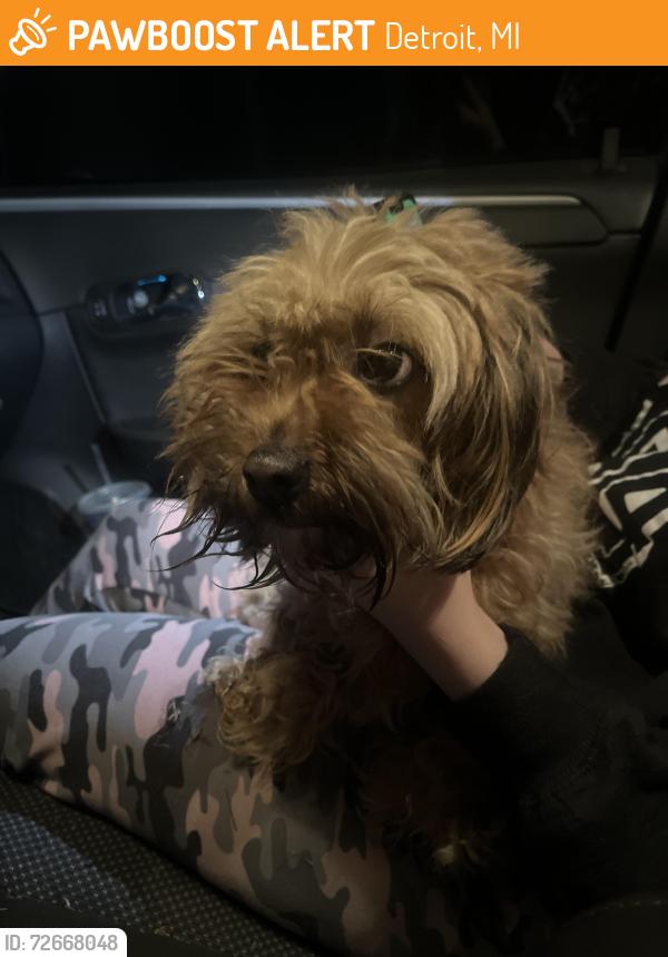 Found/Stray Female Dog last seen Central , Detroit, MI 48210