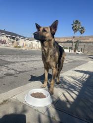 Found/Stray Female Dog last seen N Gardena St and Porter St, San Bernardino, CA 92407