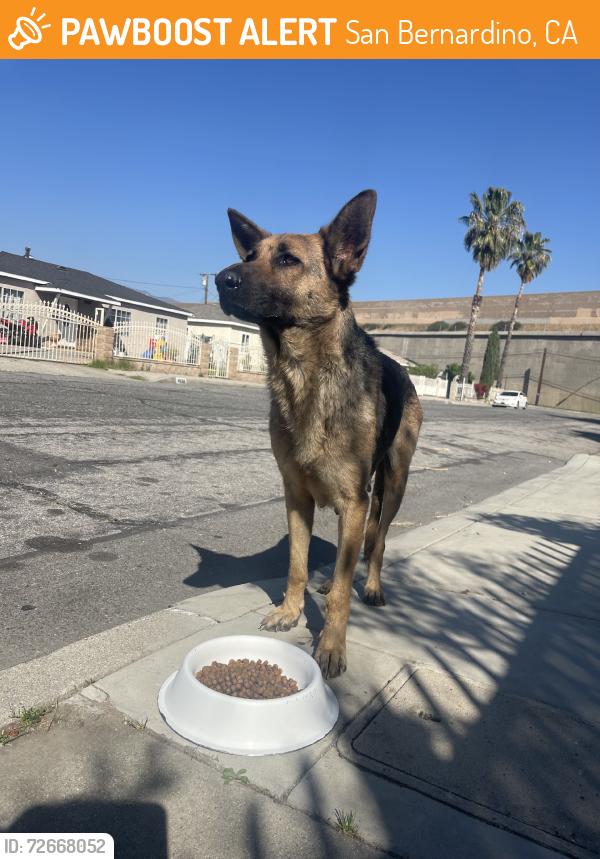Found/Stray Female Dog last seen N Gardena St and Porter St, San Bernardino, CA 92407