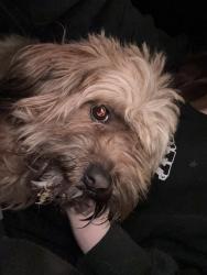 Found/Stray Female Dog last seen Central street and Radcliffe in. Detroit Michigan , Detroit, MI 48210