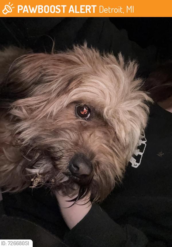 Found/Stray Female Dog last seen Central street and Radcliffe in. Detroit Michigan , Detroit, MI 48210