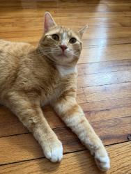 Found/Stray Male Cat last seen Mohave st and flagstaff , Hoffman Estates, IL 60169