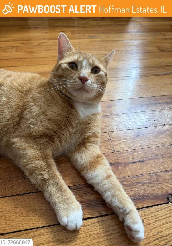 Found/Stray Male Cat last seen Mohave st and flagstaff , Hoffman Estates, IL 60169