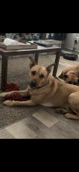 Lost Male Dog last seen 24th and Slide, Lubbock, TX 79407