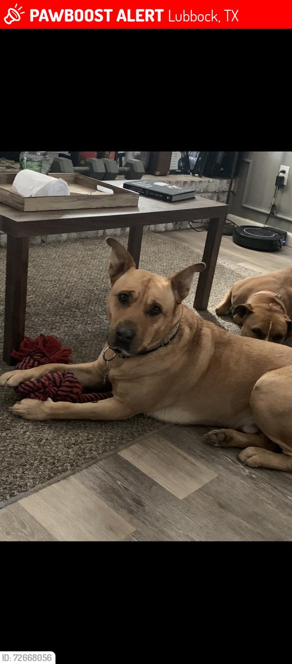 Lost Male Dog last seen 24th and Slide, Lubbock, TX 79407