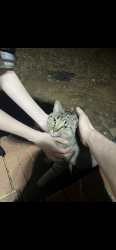 Found/Stray Male Cat last seen Near bojangles coliseum & plaza midwood, Charlotte, NC 28211