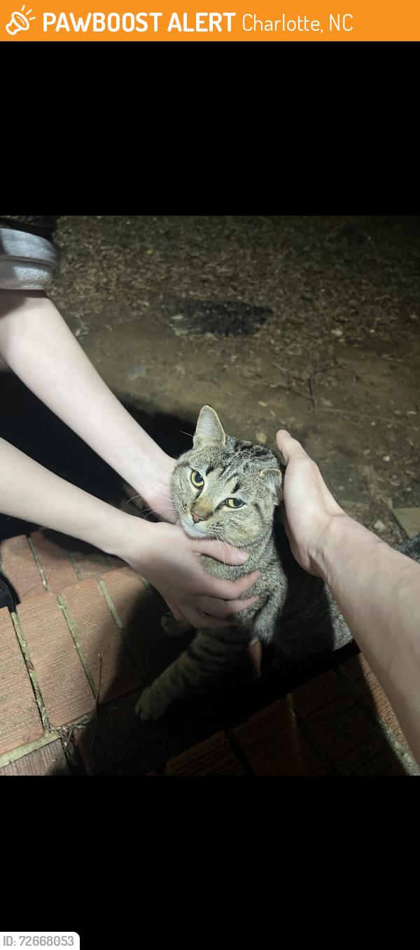 Found/Stray Male Cat last seen Near bojangles coliseum & plaza midwood, Charlotte, NC 28211