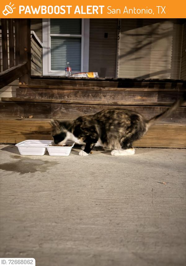 Found/Stray Female Cat last seen W Woodlawn Ave and N Elmendorf, San Antonio, TX 78201