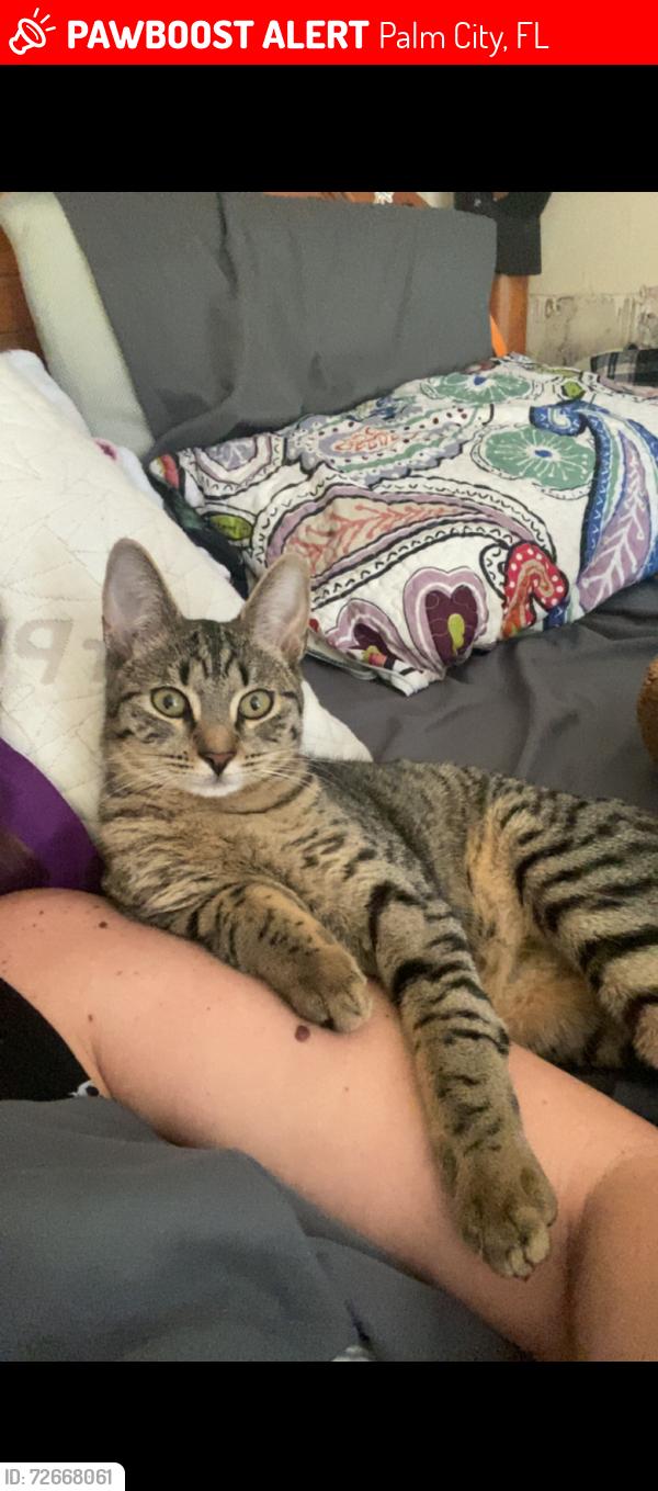 Lost Female Cat last seen 31rst, Palm City, FL 34990