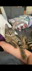 Lost Female Cat last seen 31rst, Palm City, FL 34990