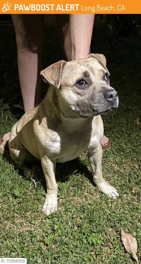 Found/Stray Female Dog last seen 59th and Orange, Long Beach, CA 90805