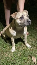 Found/Stray Female Dog last seen 59th and Orange, Long Beach, CA 90805