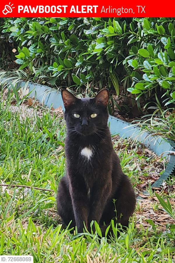 Lost Female Cat last seen pleasant ridge , Arlington, TX 76015