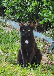 Lost Female Cat last seen pleasant ridge , Arlington, TX 76015