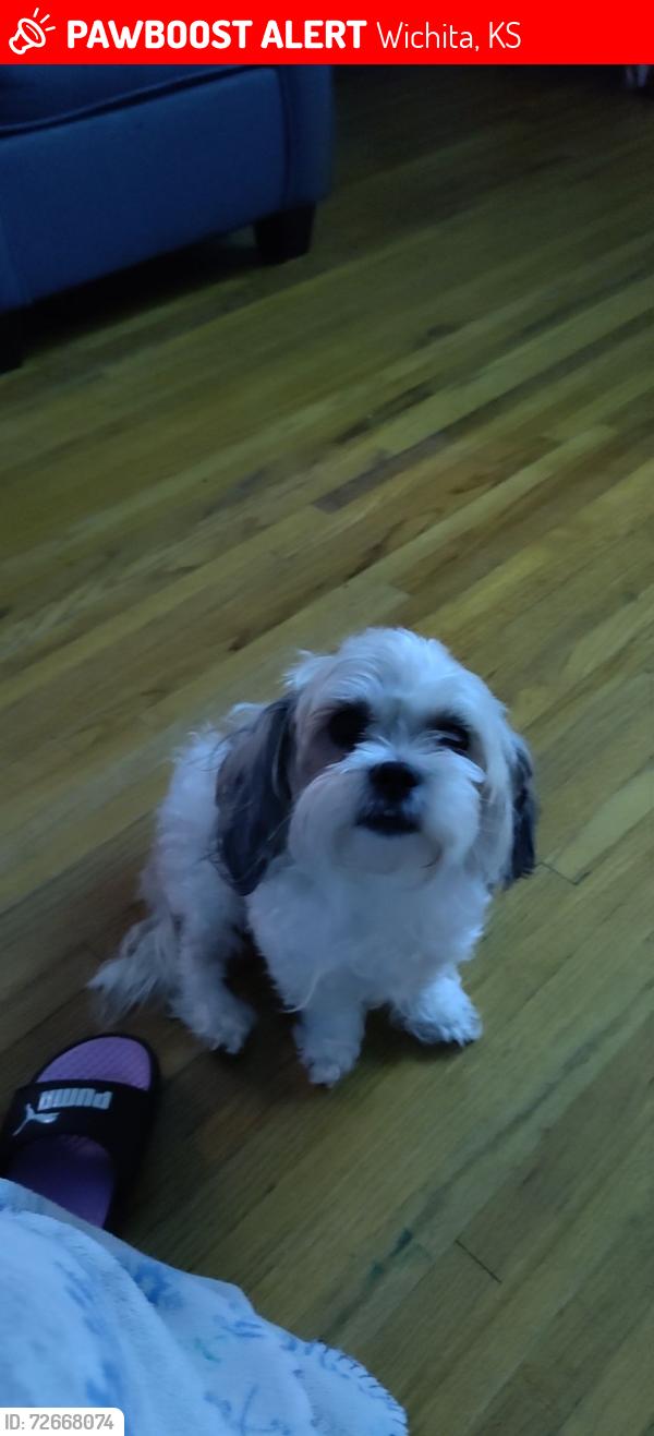 Lost Female Dog last seen S.Volutsia and Mead st, Wichita, KS 67211