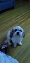 Lost Female Dog last seen S.Volutsia and Mead st, Wichita, KS 67211