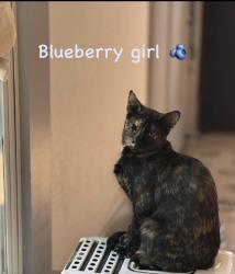 Lost Female Cat last seen Palm Ave & Clinton Ave, Fresno, CA 93704