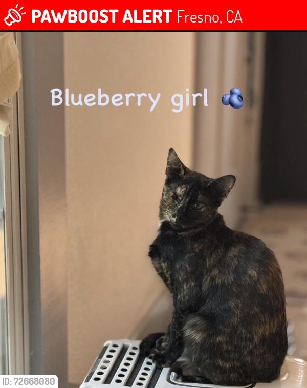 Lost Female Cat last seen Palm Ave & Clinton Ave, Fresno, CA 93704