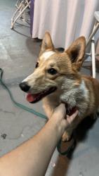 Found/Stray Male Dog last seen Atlantic blvd , Alhambra, CA 91801