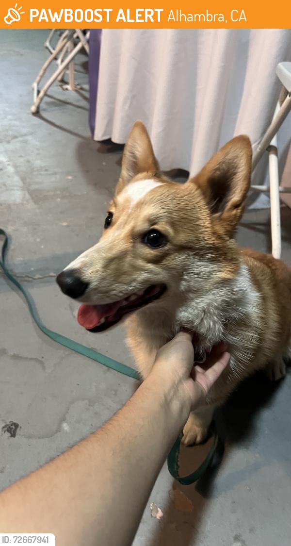 Found/Stray Male Dog last seen Atlantic blvd , Alhambra, CA 91801
