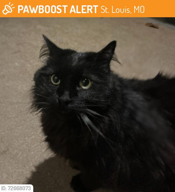 Found/Stray Unknown Cat last seen Northland ave and Midland, St. Louis, MO 63114