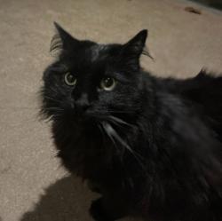 Found/Stray Unknown Cat last seen Northland ave and Midland, St. Louis, MO 63114