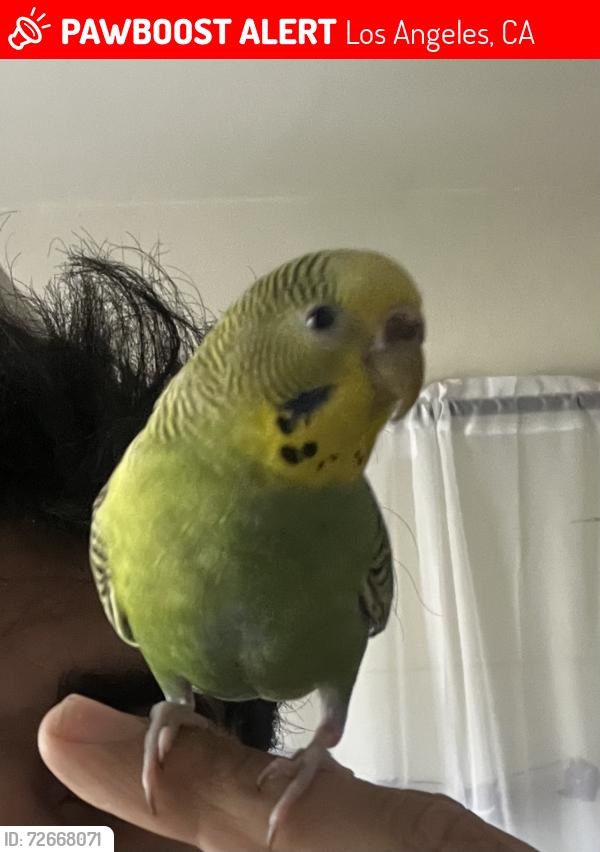 Lost Female Bird last seen Harvard / lemon grove , Los Angeles, CA 90029