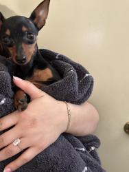 Found/Stray Male Dog last seen Near Delta and Wardlow , Long Beach, CA 90810