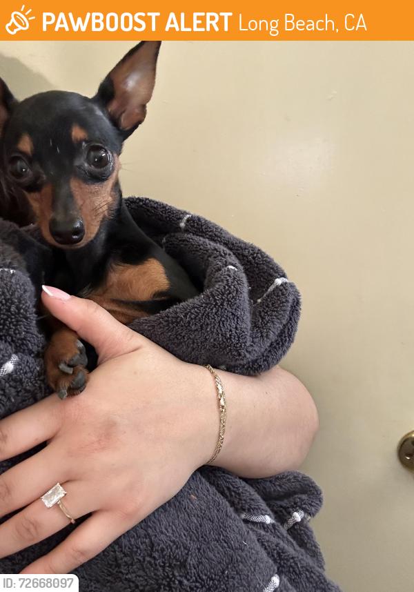 Found/Stray Male Dog last seen Near Delta and Wardlow , Long Beach, CA 90810