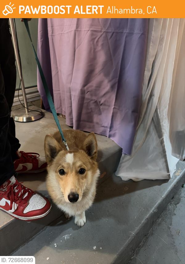 Found/Stray Female Dog last seen Alhambra , Alhambra, CA 91803