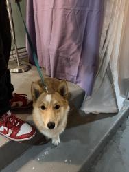 Found/Stray Female Dog last seen Alhambra , Alhambra, CA 91803