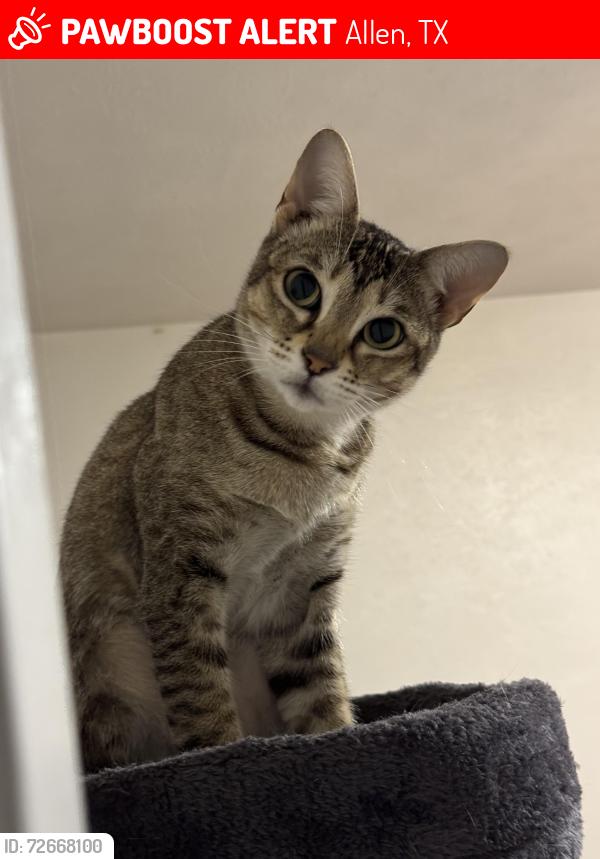 Lost Female Cat last seen Near E Bethany drive, Allen, TX 75002