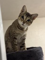 Lost Female Cat last seen Near E Bethany drive, Allen, TX 75002