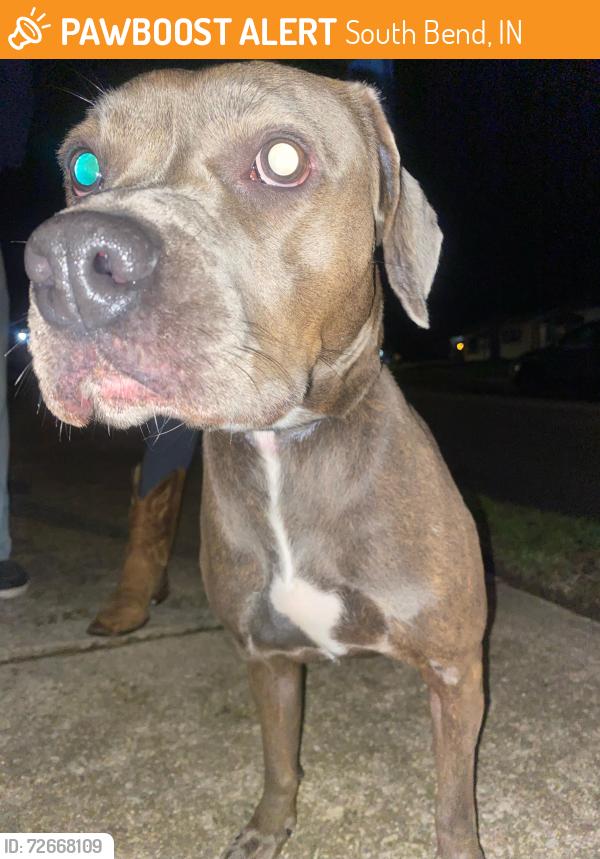 Found/Stray Female Dog last seen Chippewa , South Bend, IN 46614