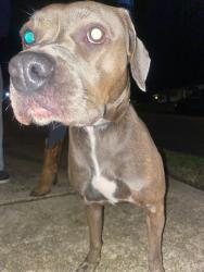Found/Stray Female Dog last seen Chippewa , South Bend, IN 46614