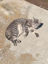 Found/Stray Unknown Cat last seen Harlan Ranch, Clovis, CA 93619