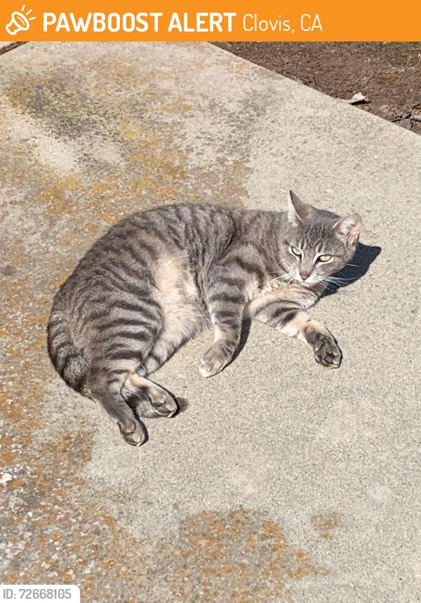 Found/Stray Unknown Cat last seen Harlan Ranch, Clovis, CA 93619
