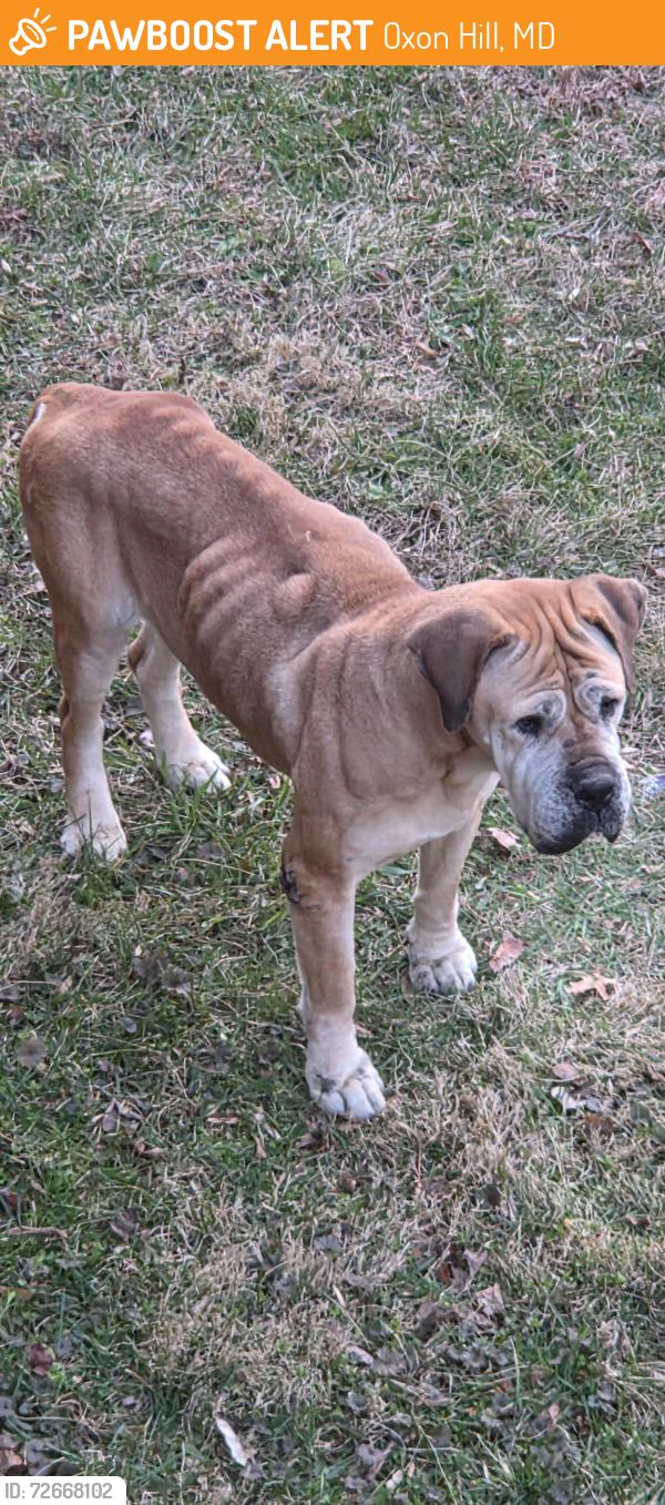 Found/Stray Female Dog last seen IVERSON ST AND WHEELER RD, Oxon Hill, MD 20745