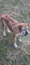 Found/Stray Female Dog last seen IVERSON ST AND WHEELER RD, Oxon Hill, MD 20745