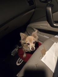 Found/Stray Male Dog last seen Slower Avenue and Mulberry ave, Fontana, CA 92337