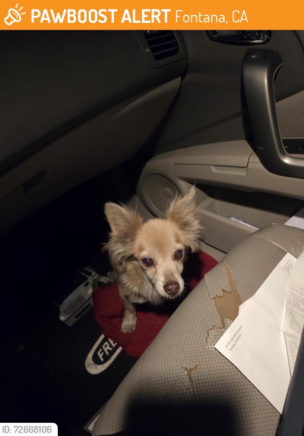 Found/Stray Male Dog last seen Slower Avenue and Mulberry ave, Fontana, CA 92337