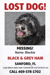 Lost Male Dog last seen Central Dr , Sanford, FL 32773