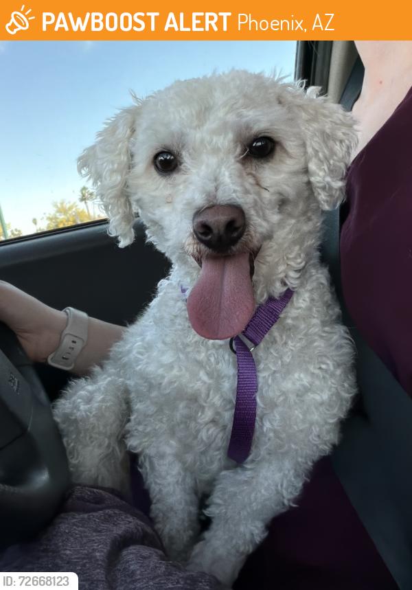 Found/Stray Male Dog last seen Starbucks, Vet clinic,, Phoenix, AZ 85032