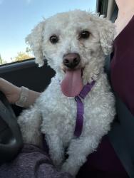 Found/Stray Male Dog last seen Starbucks, Vet clinic,, Phoenix, AZ 85032