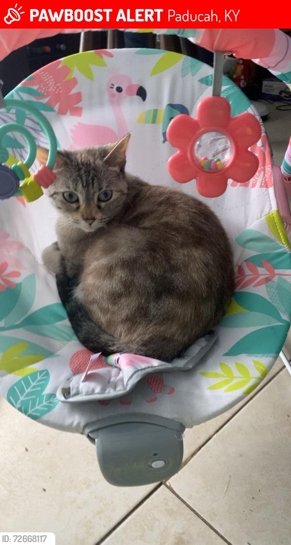 Lost Female Cat last seen Mayfair apmts, traders mall, Paducah, KY 42003