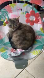 Lost Female Cat last seen Mayfair apmts, traders mall, Paducah, KY 42003